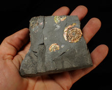 Load image into Gallery viewer, Stunning iridescent multi-Psiloceras ammonite fossil
