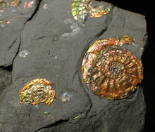 Load image into Gallery viewer, Stunning iridescent multi-Psiloceras ammonite fossil
