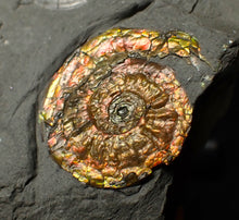 Load image into Gallery viewer, Stunning iridescent multi-Psiloceras ammonite fossil
