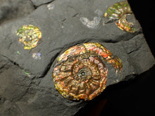 Load image into Gallery viewer, Stunning iridescent multi-Psiloceras ammonite fossil
