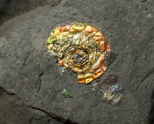 Load image into Gallery viewer, Stunning iridescent multi-Psiloceras ammonite fossil
