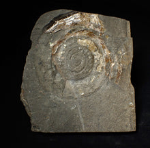 Load image into Gallery viewer, Large popped Psiloceras display ammonite fossil
