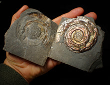 Load image into Gallery viewer, Large popped Psiloceras display ammonite fossil
