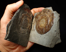 Load image into Gallery viewer, Large popped Psiloceras display ammonite fossil
