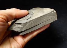 Load image into Gallery viewer, Large popped Psiloceras display ammonite fossil

