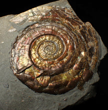 Load image into Gallery viewer, Large popped Psiloceras display ammonite fossil
