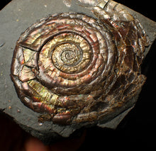 Load image into Gallery viewer, Large popped Psiloceras display ammonite fossil
