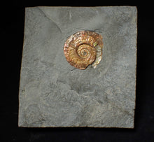 Load image into Gallery viewer, Iridescent juvenile Psiloceras ammonite fossil (30mm)
