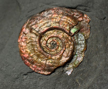 Load image into Gallery viewer, Iridescent juvenile Psiloceras ammonite fossil (30mm)
