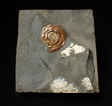 Load image into Gallery viewer, Iridescent juvenile Psiloceras ammonite fossil (30mm)
