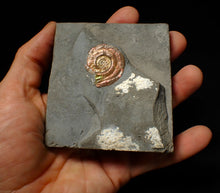 Load image into Gallery viewer, Iridescent juvenile Psiloceras ammonite fossil (30mm)
