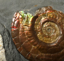 Load image into Gallery viewer, Iridescent juvenile Psiloceras ammonite fossil (30mm)
