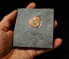 Load image into Gallery viewer, Iridescent juvenile Psiloceras ammonite fossil (30mm)
