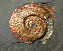 Load image into Gallery viewer, Iridescent juvenile Psiloceras ammonite fossil (30mm)
