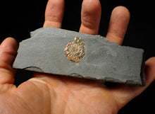 Load image into Gallery viewer, Iridescent juvenile Psiloceras ammonite fossil (23mm)
