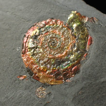 Load image into Gallery viewer, Iridescent juvenile Psiloceras ammonite fossil (23mm)
