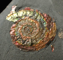 Load image into Gallery viewer, Iridescent juvenile Psiloceras ammonite fossil (23mm)
