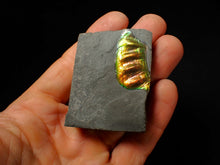 Load image into Gallery viewer, Green and gold iridescent partial Caloceras display ammonite fossil
