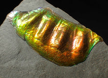 Load image into Gallery viewer, Green and gold iridescent partial Caloceras display ammonite fossil
