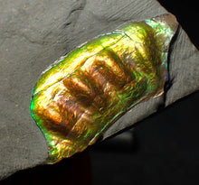 Load image into Gallery viewer, Green and gold iridescent partial Caloceras display ammonite fossil
