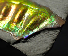 Load image into Gallery viewer, Green and gold iridescent partial Caloceras display ammonite fossil
