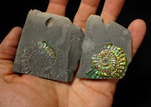 Load image into Gallery viewer, Green iridescent popped Caloceras display ammonite fossil
