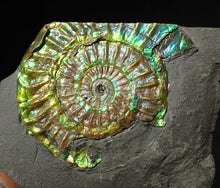 Load image into Gallery viewer, Green iridescent popped Caloceras display ammonite fossil
