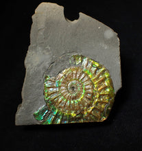 Load image into Gallery viewer, Green iridescent popped Caloceras display ammonite fossil
