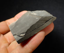 Load image into Gallery viewer, Green iridescent popped Caloceras display ammonite fossil
