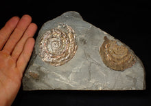 Load image into Gallery viewer, Large iridescent Psiloceras multi-ammonite fossil display piece (72mm)
