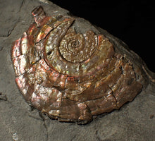 Load image into Gallery viewer, Large iridescent Psiloceras multi-ammonite fossil display piece (72mm)
