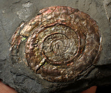 Load image into Gallery viewer, Large iridescent Psiloceras multi-ammonite fossil display piece (72mm)
