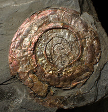 Load image into Gallery viewer, Large iridescent Psiloceras multi-ammonite fossil display piece (72mm)
