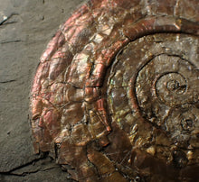 Load image into Gallery viewer, Large iridescent Psiloceras multi-ammonite fossil display piece (72mm)
