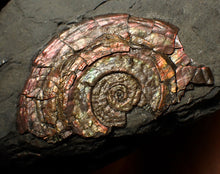Load image into Gallery viewer, Large iridescent Psiloceras multi-ammonite fossil display piece (72mm)
