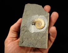 Load image into Gallery viewer, Perfect large calcite Promicroceras ammonite fossil (31mm)
