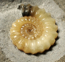 Load image into Gallery viewer, Perfect large calcite Promicroceras ammonite fossil (31mm)

