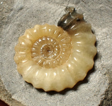 Load image into Gallery viewer, Perfect large calcite Promicroceras ammonite fossil (31mm)

