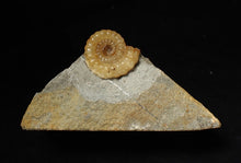 Load image into Gallery viewer, Calcite Promicroceras ammonite fossil display piece (22 mm)
