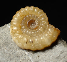 Load image into Gallery viewer, Calcite Promicroceras ammonite fossil display piece (22 mm)

