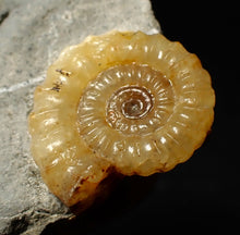 Load image into Gallery viewer, Calcite Promicroceras ammonite fossil display piece (22 mm)
