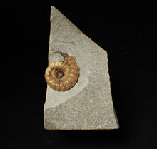 Load image into Gallery viewer, Calcite Promicroceras ammonite fossil display piece (27 mm)
