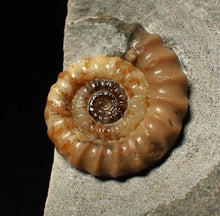 Load image into Gallery viewer, Calcite Promicroceras ammonite fossil display piece (27 mm)
