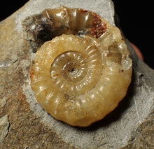 Load image into Gallery viewer, Calcite Xipheroceras ammonite fossil display piece (32mm)
