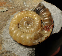 Load image into Gallery viewer, Calcite Xipheroceras ammonite fossil display piece (32mm)
