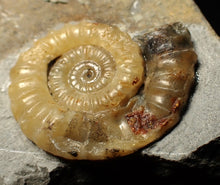 Load image into Gallery viewer, Calcite Xipheroceras ammonite fossil display piece (32mm)

