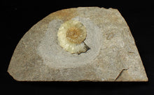 Load image into Gallery viewer, Unusual pale calcite Promicroceras ammonite fossil (25mm)
