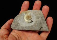 Load image into Gallery viewer, Unusual pale calcite Promicroceras ammonite fossil (25mm)

