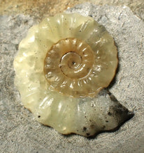 Load image into Gallery viewer, Unusual pale calcite Promicroceras ammonite fossil (25mm)
