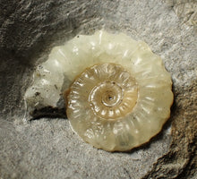 Load image into Gallery viewer, Unusual pale calcite Promicroceras ammonite fossil (25mm)
